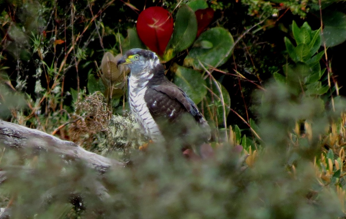 Hook-billed Kite - ML216904851