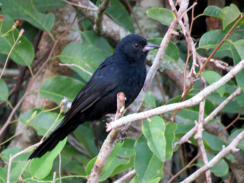 White-lined Tanager - Juan Muñoz de Toro