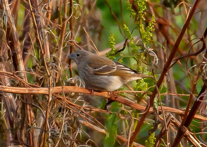 Common Rosefinch - Mikael Sigurðsson