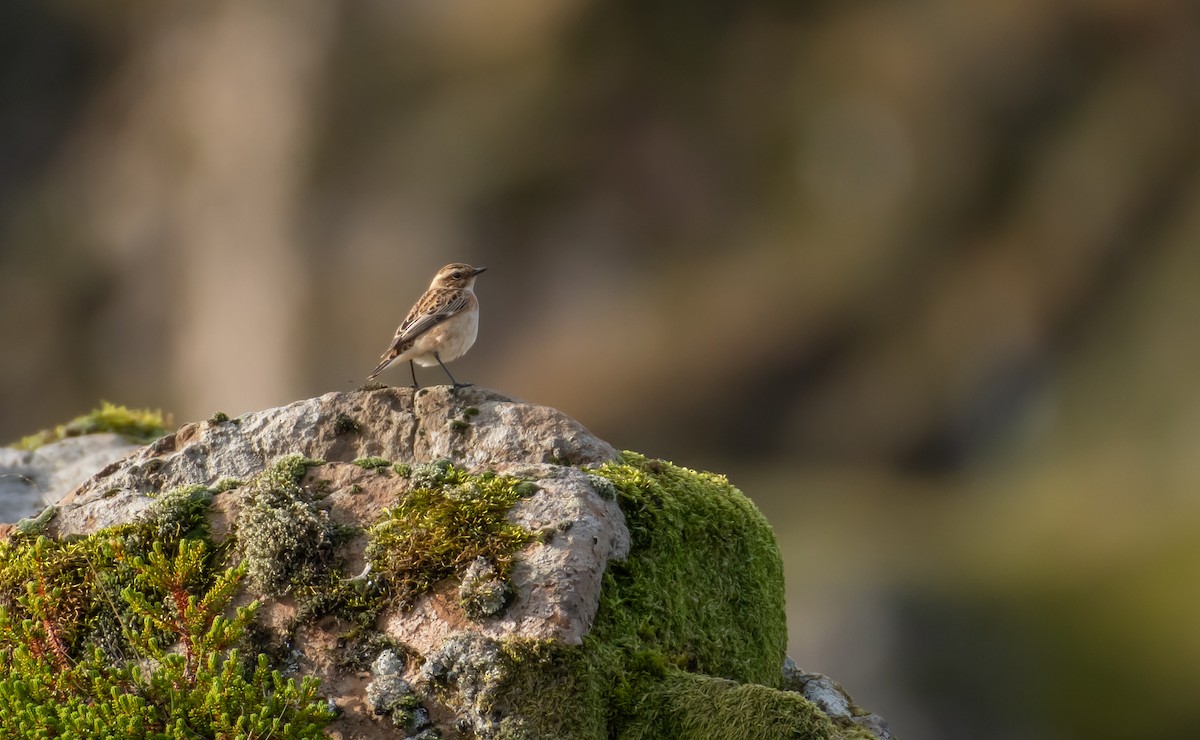 Whinchat - Mikael Sigurðsson