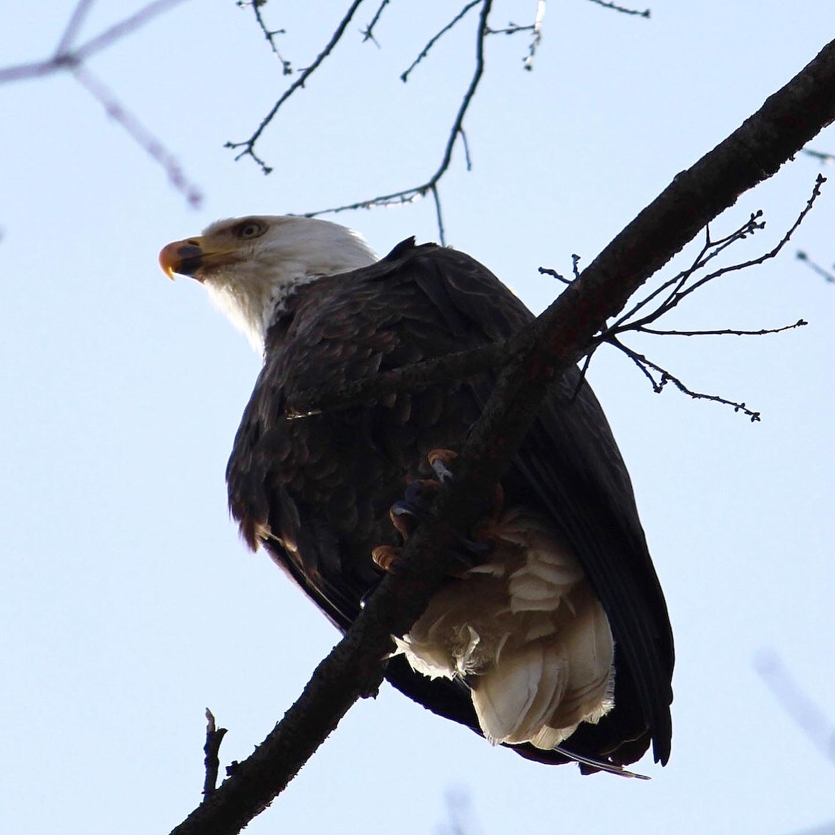 Bald Eagle - Alex  Clapp