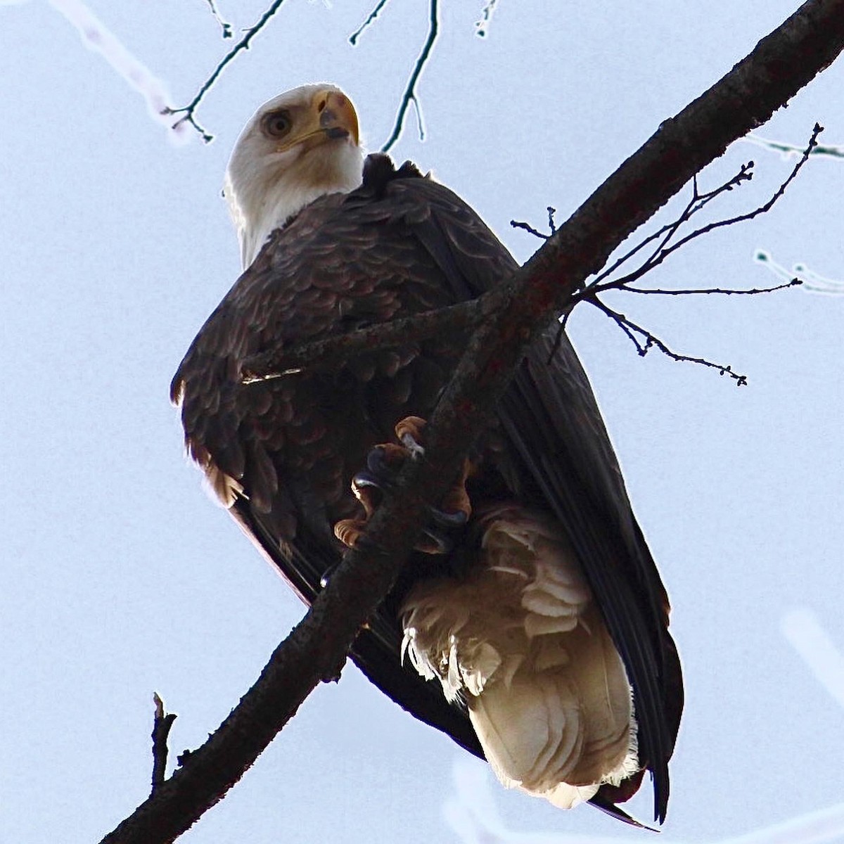 Bald Eagle - Alex  Clapp