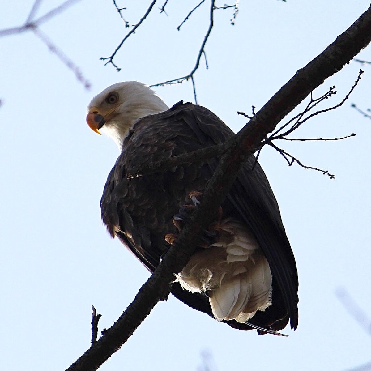 Bald Eagle - Alex  Clapp