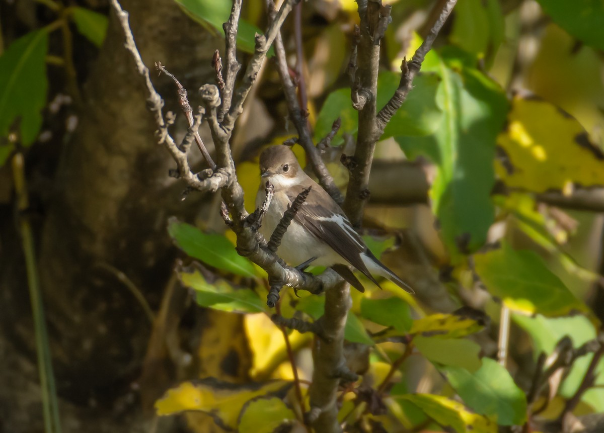 European Pied Flycatcher - ML216906501