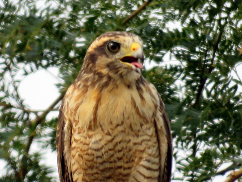 Roadside Hawk - ML216906531