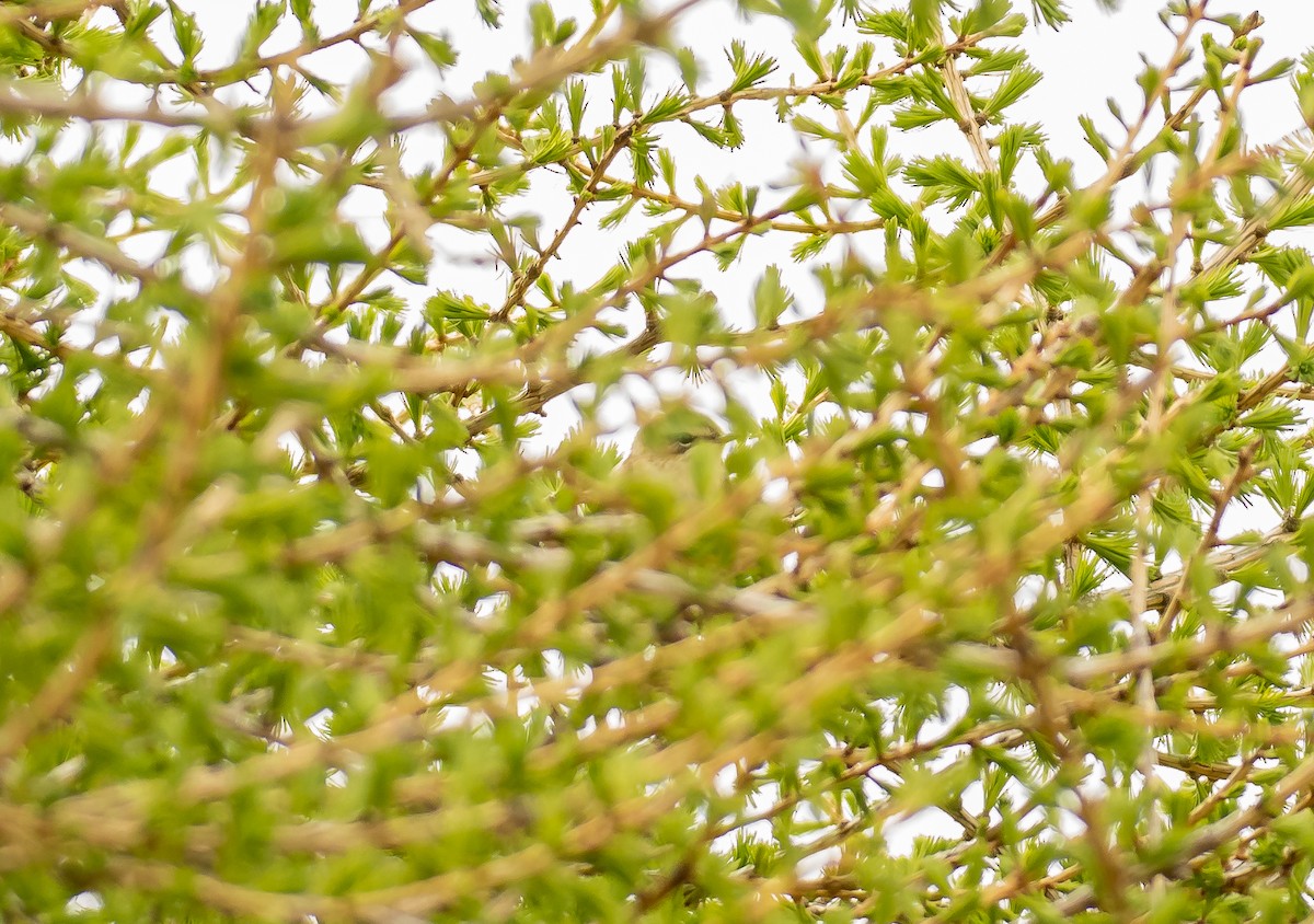 Sedge Warbler - Mikael Sigurðsson