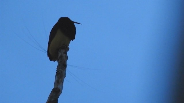 Twelve-wired Bird-of-Paradise - ML216907621