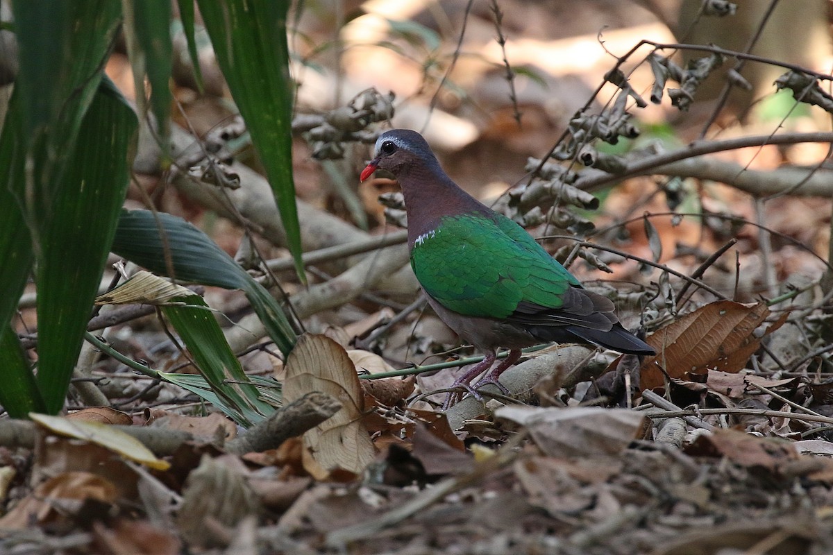Голуб-зеленокрил індійський - ML216908941
