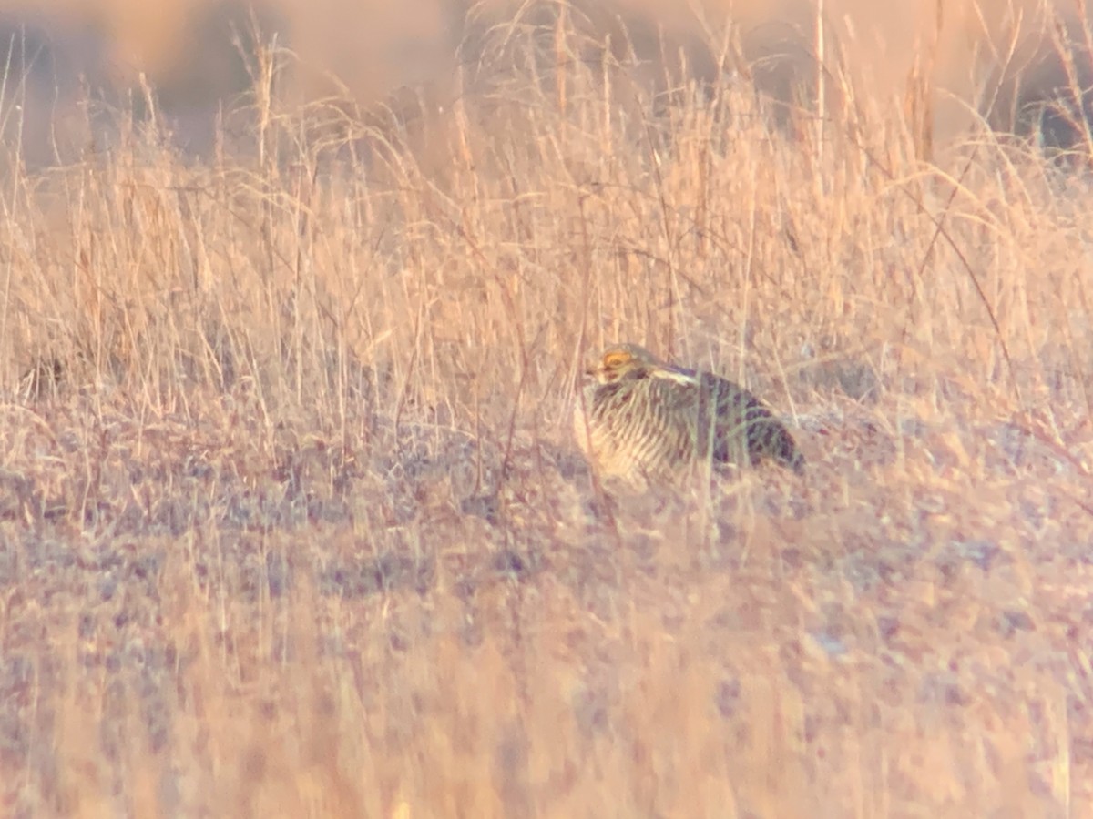 Lesser Prairie-Chicken - ML216909321