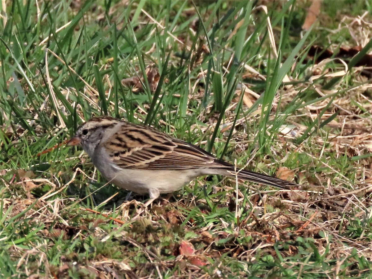 Chipping Sparrow - ML216909691