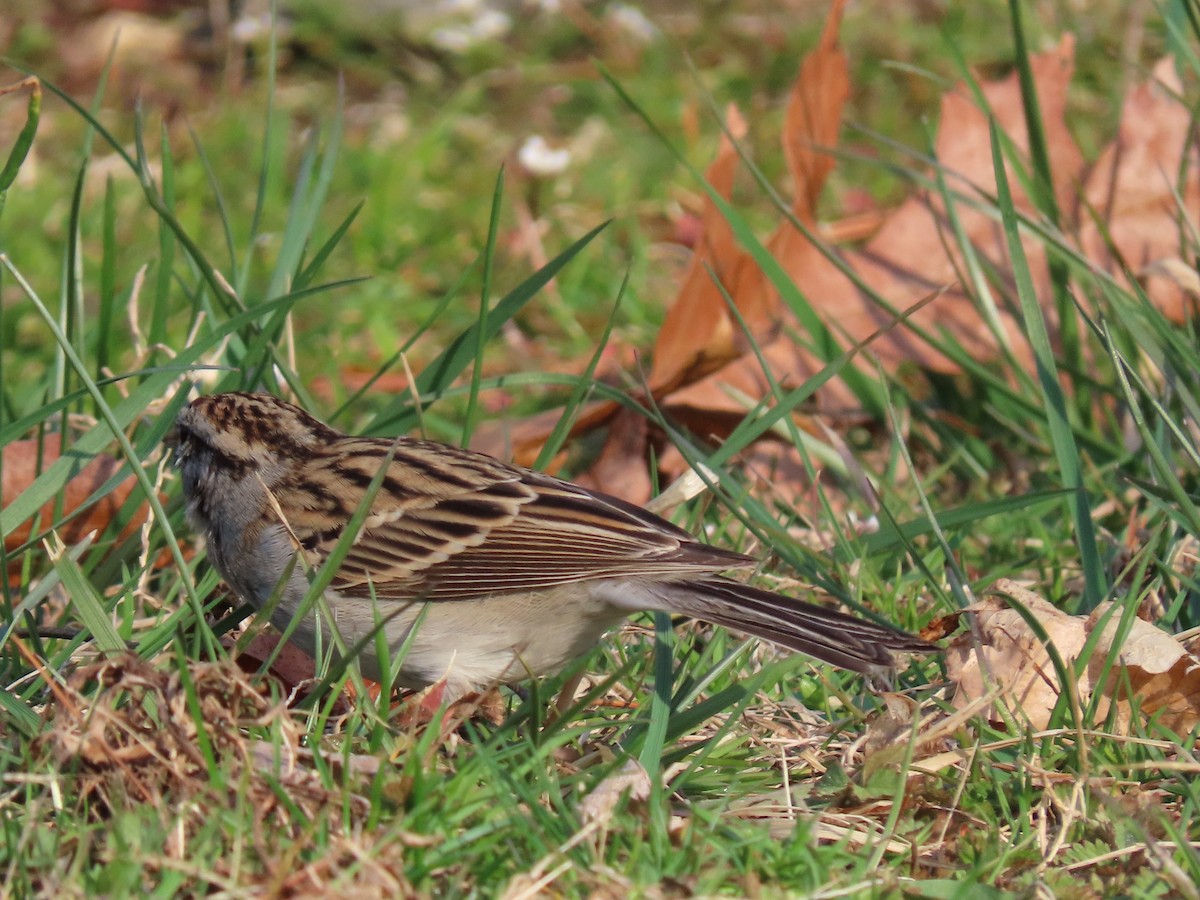 Chipping Sparrow - Sandy Morrissey