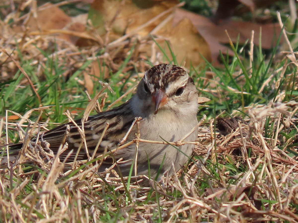 Chipping Sparrow - ML216909731