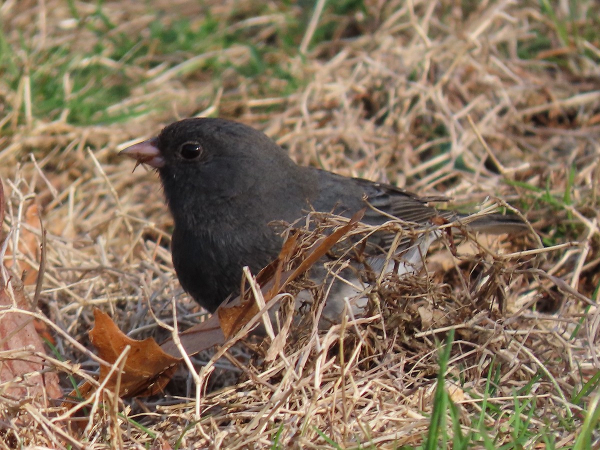 Dark-eyed Junco - ML216909841