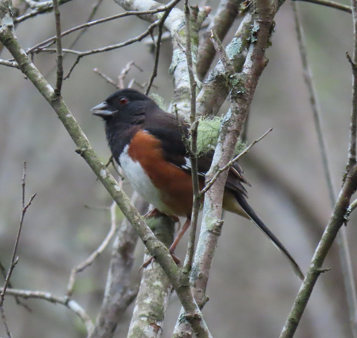 Eastern Towhee - ML216911821