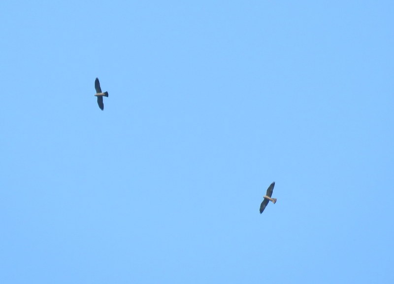 Mississippi Kite - ML216912351