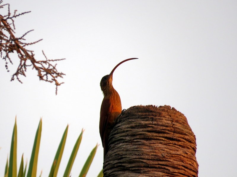 Red-billed Scythebill - ML216912471