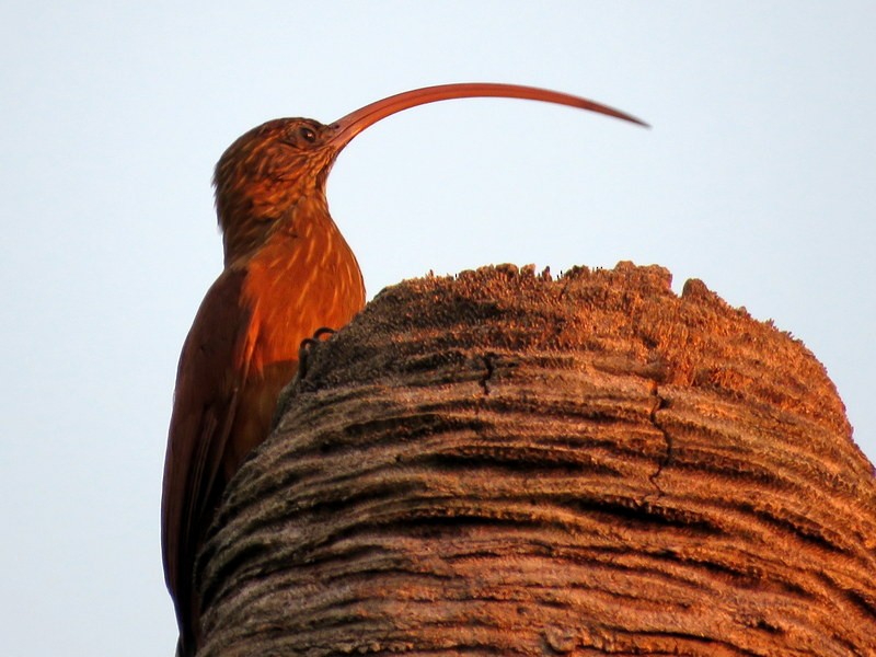 Red-billed Scythebill - ML216912481