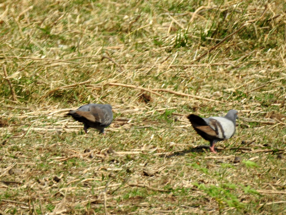 Rock Pigeon (Feral Pigeon) - ML216913901