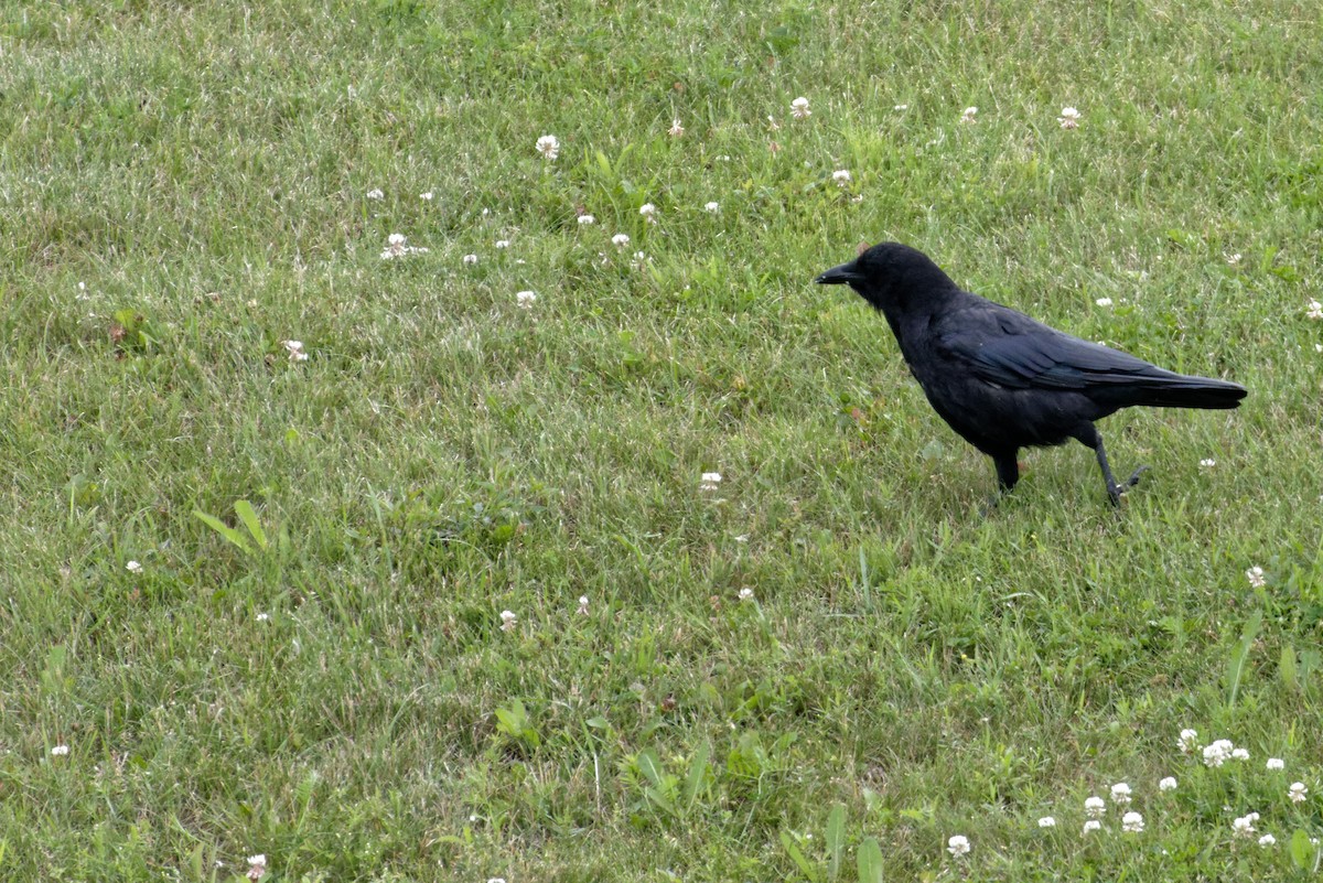 American Crow - ML216914821