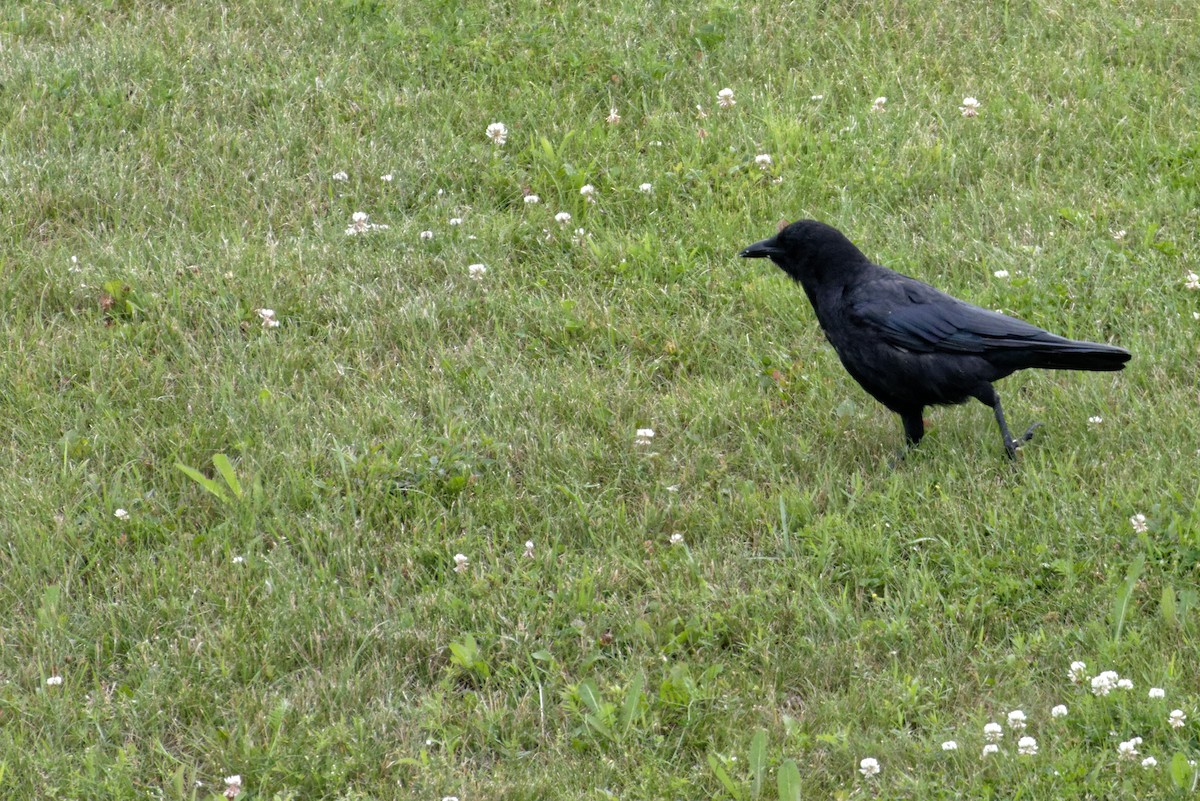 American Crow - Christophe PASQUIER