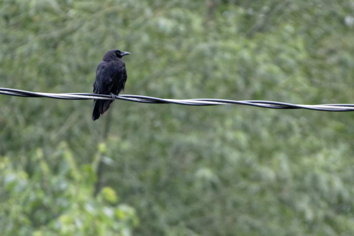 American Crow - ML216914831