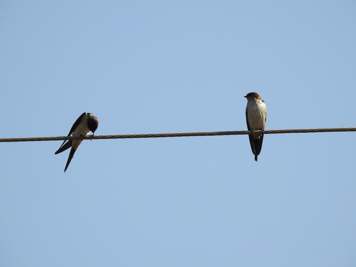 Red-rumped Swallow - ML216915451