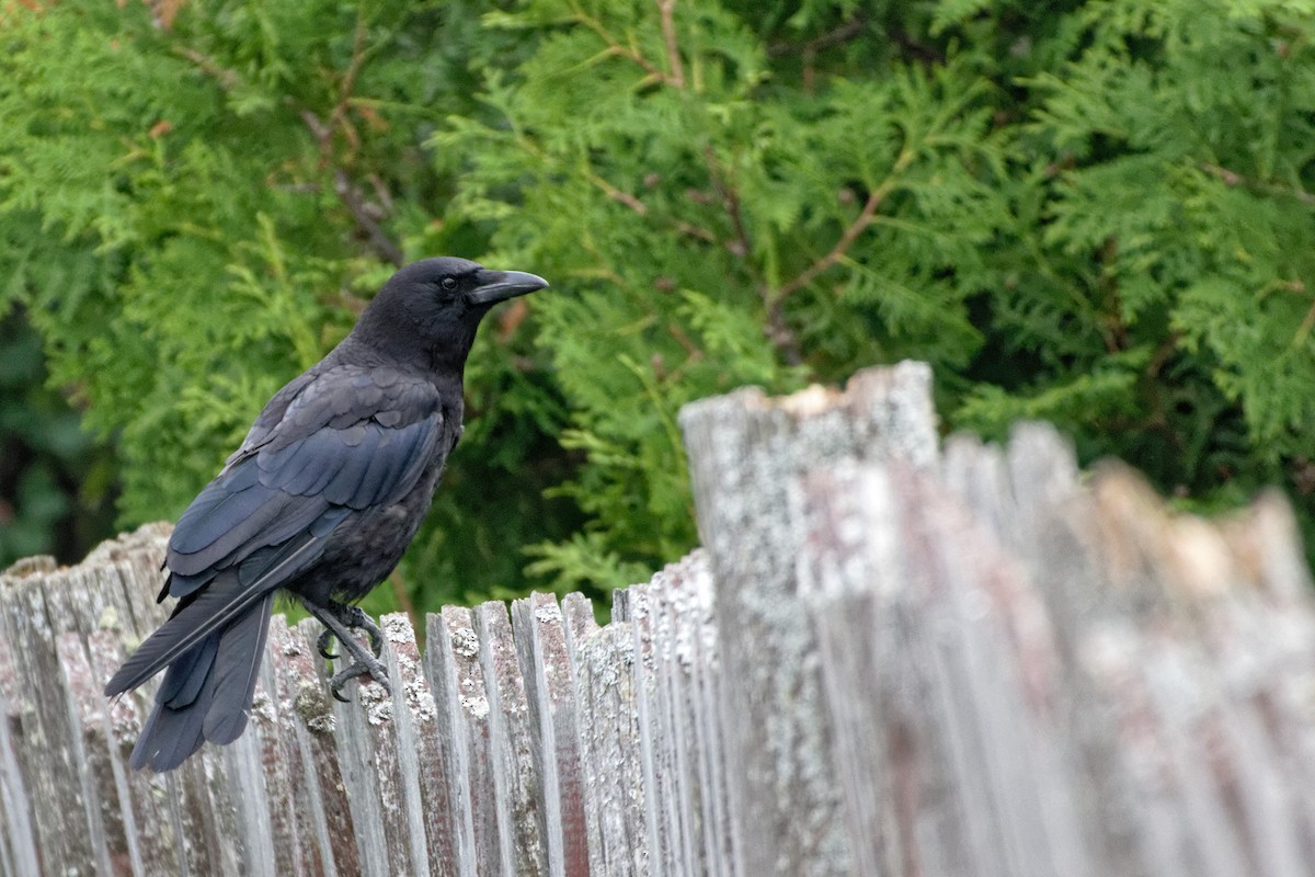 American Crow - ML216915651