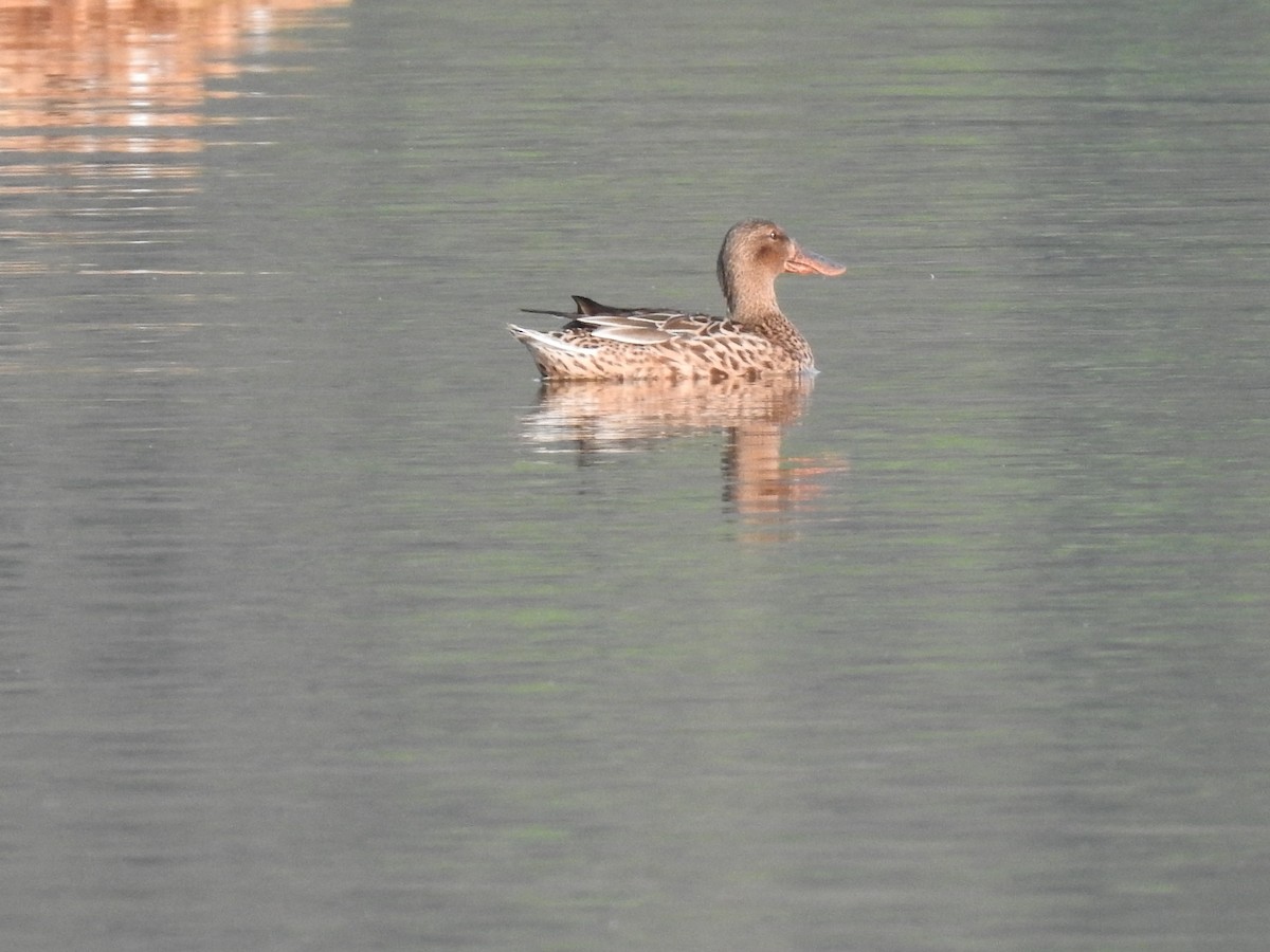 Northern Shoveler - ML216915851