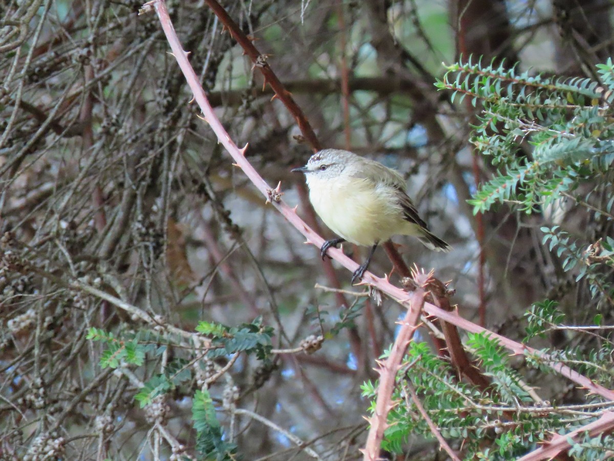 Yellow-rumped Thornbill - Laurie Koepke