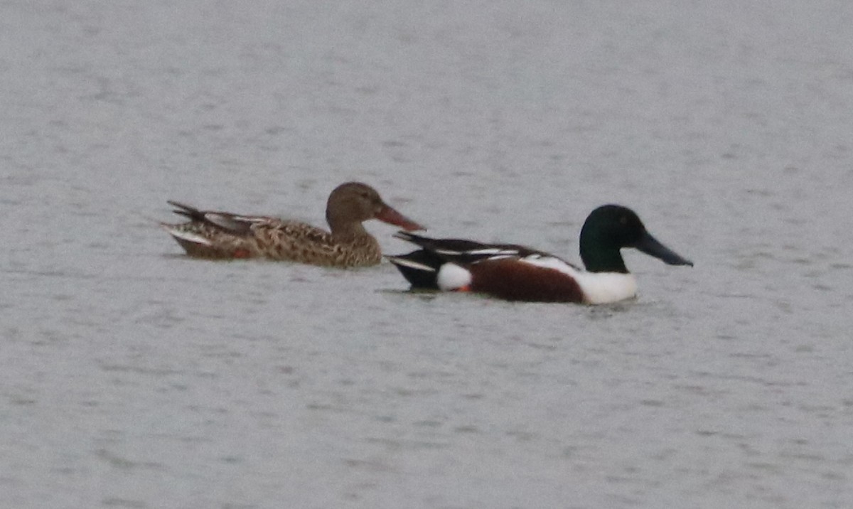 Northern Shoveler - ML216916971