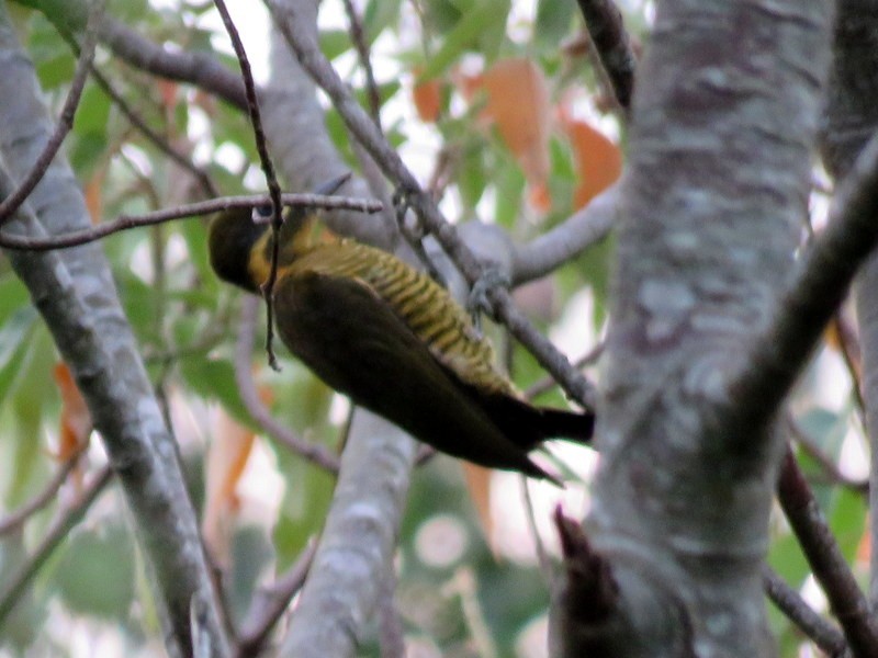 Golden-green Woodpecker - ML216917211