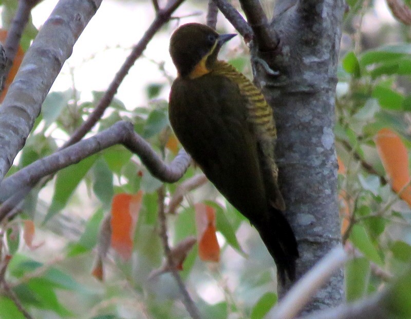 Golden-green Woodpecker - ML216917231