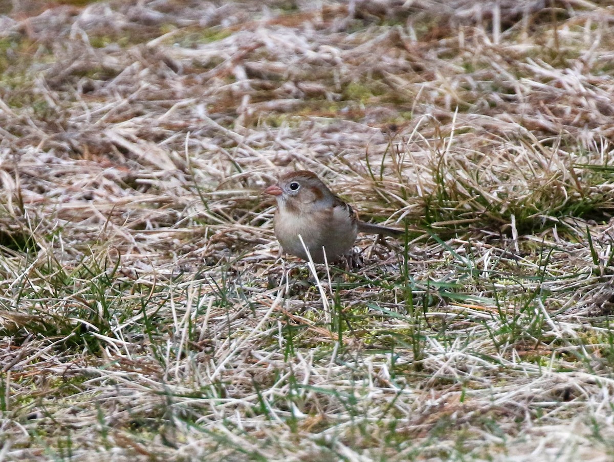 Field Sparrow - ML216920241