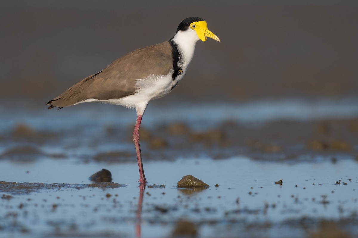 Masked Lapwing - ML216922461