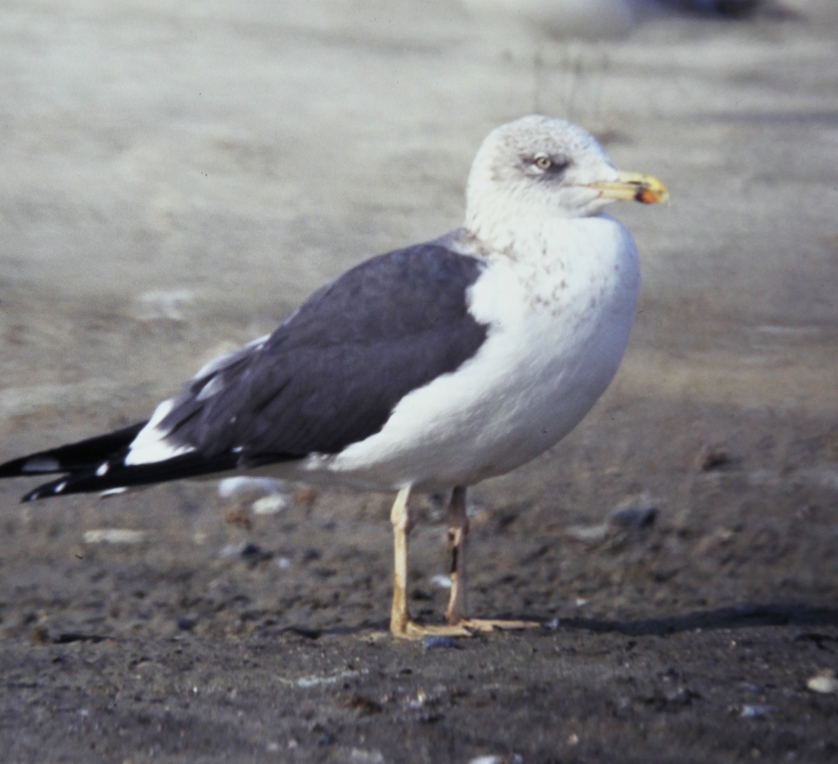 Lesser Black-backed Gull - ML21692311