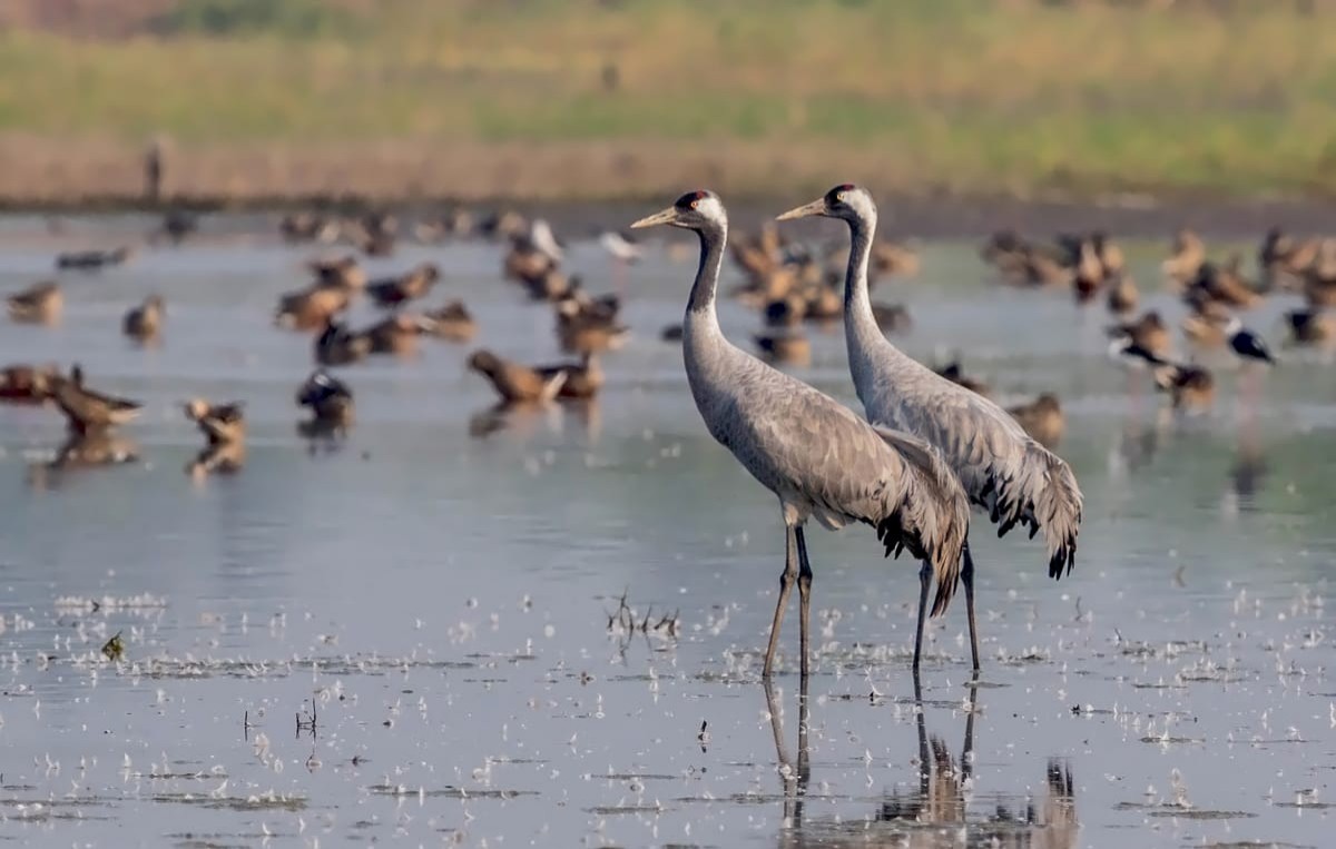 Common Crane - ML216923171