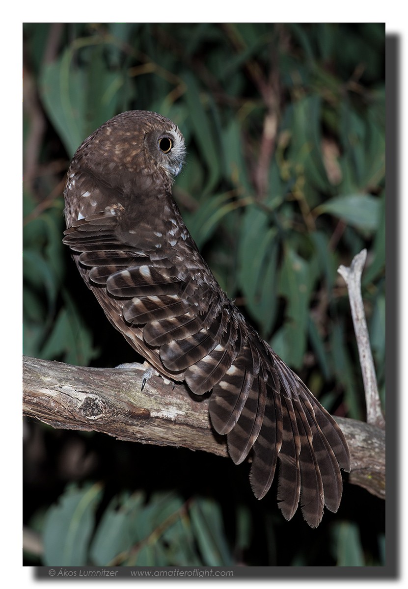 Австралийская иглоногая сова - ML21692341