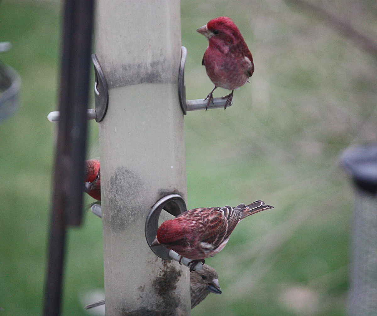 Purple Finch - ML216923721
