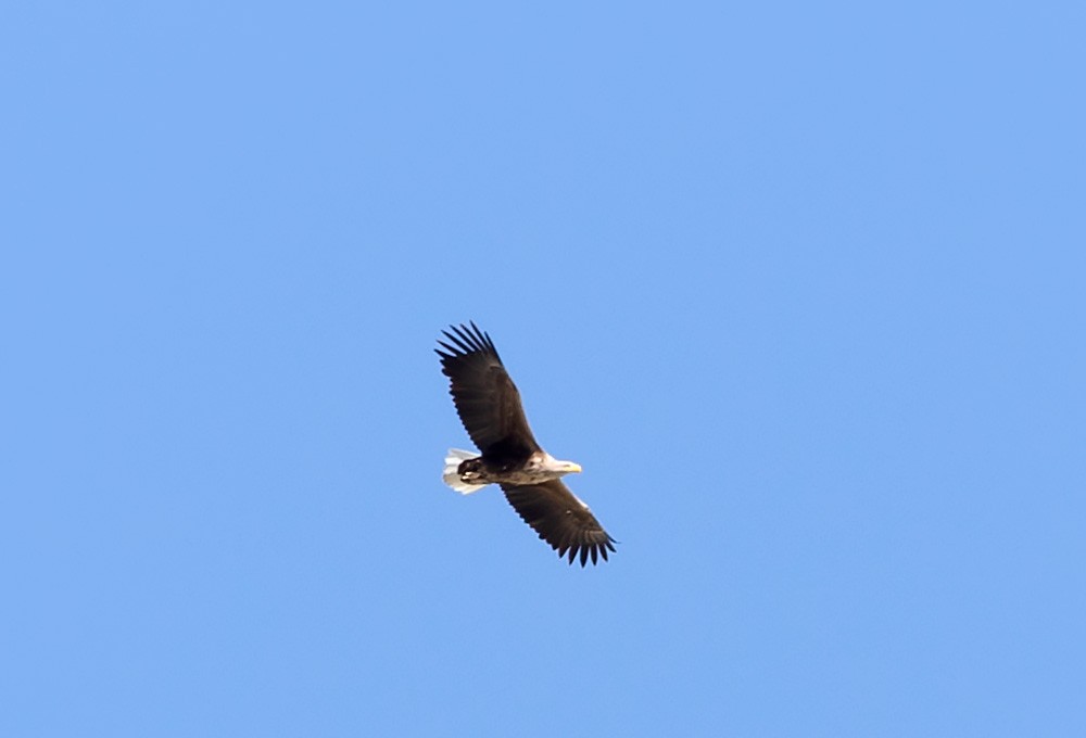 White-tailed Eagle - ML216923801