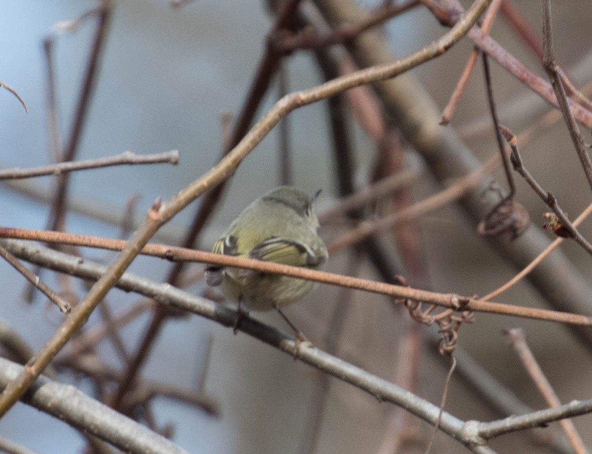 Ruby-crowned Kinglet - Erik Nielsen