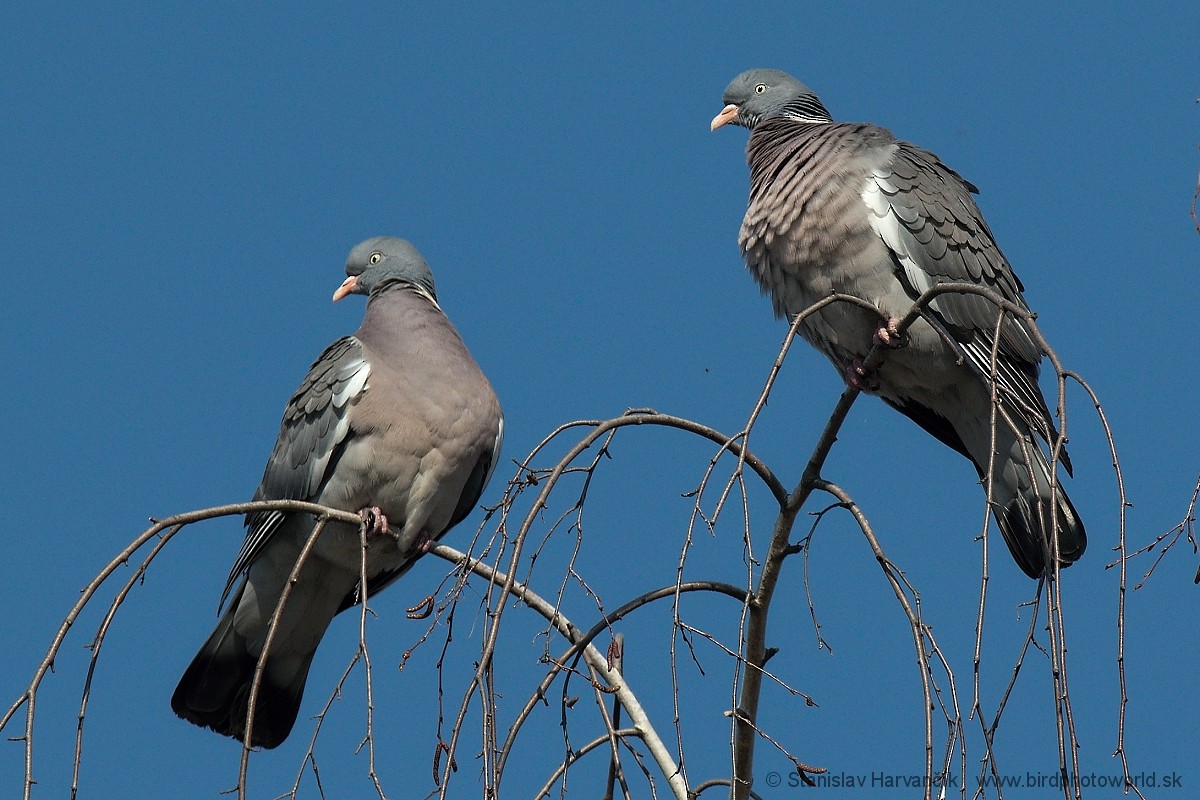 Pigeon ramier - ML216927931