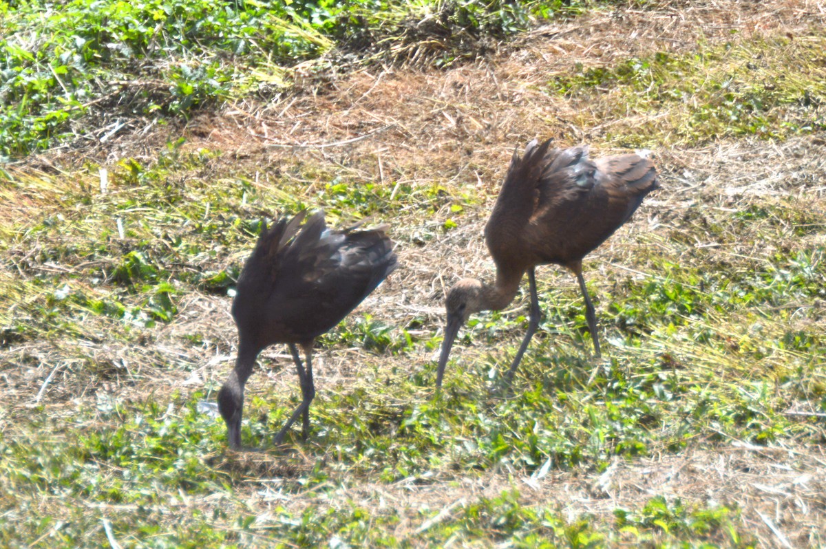 ibis hnědý - ML21692851