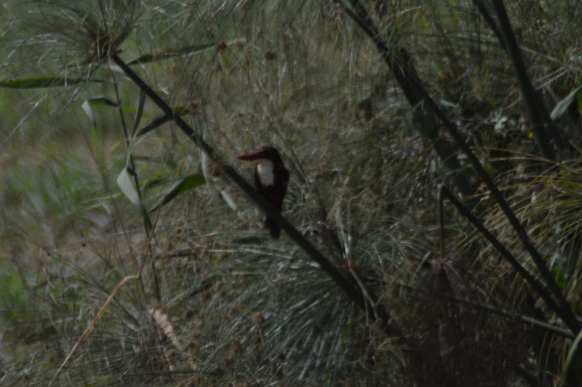 White-throated Kingfisher - ML21692931