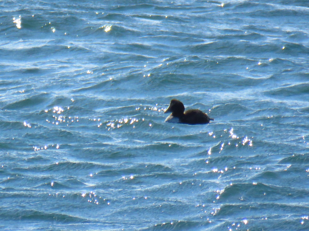 Common Eider - ML216929431