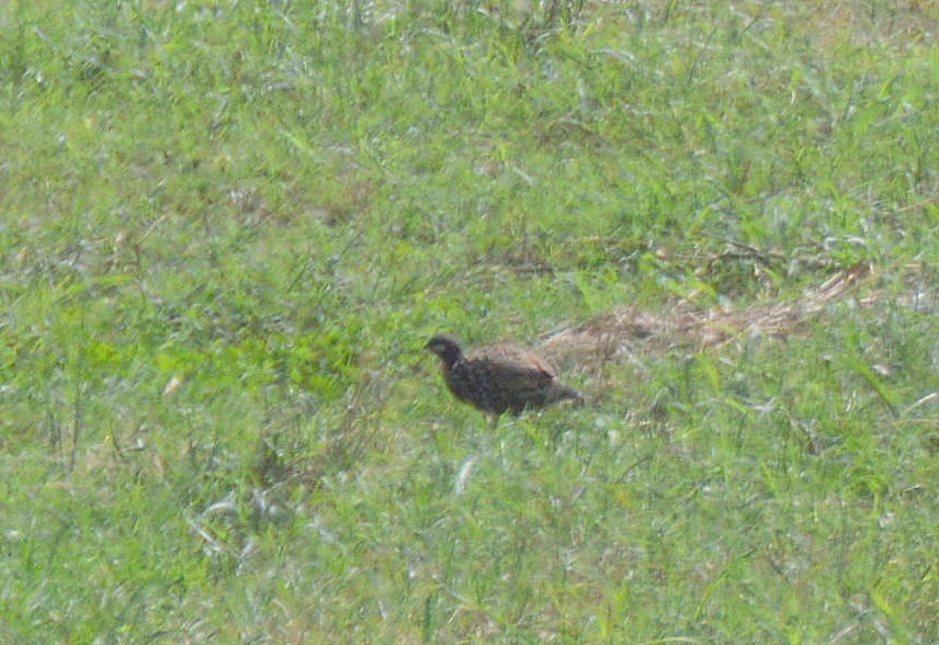 Black Francolin - ML21692951