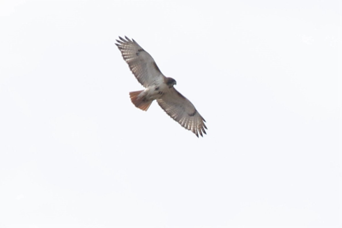 Zapelatz buztangorria - ML216930281