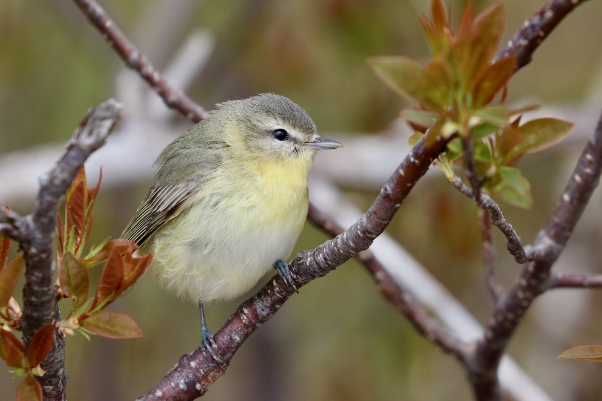 Philadelphia Vireo - Aaron Marshall