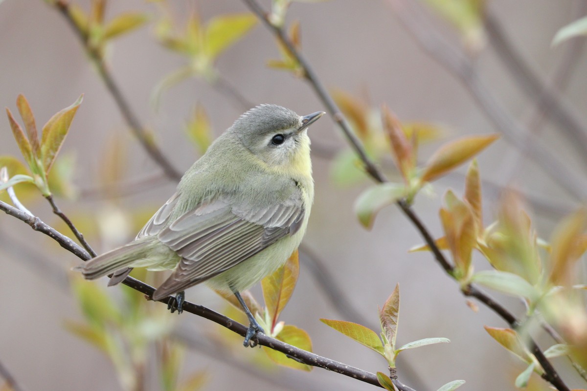 Philadelphia Vireo - ML216933801