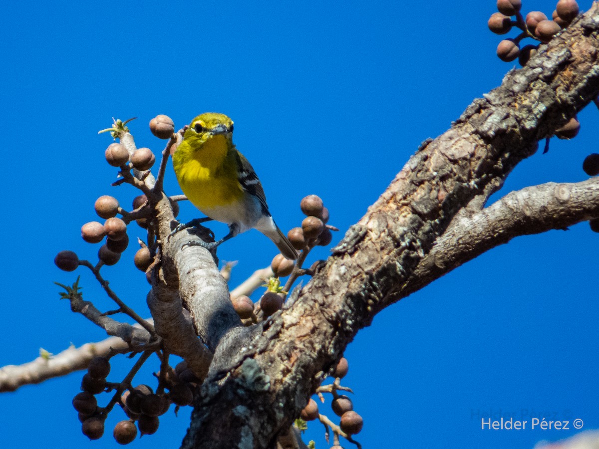 Vireo Gorjiamarillo - ML216934021