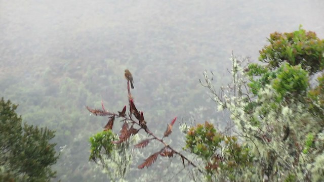 Brown-backed Chat-Tyrant - ML216935881